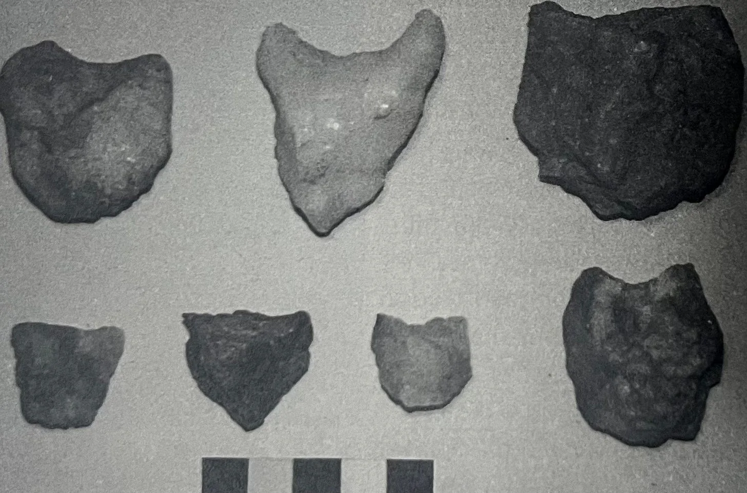 Several Bull Heads that were found at Mai Hutsa. (Source: The Archeology Of Ancient Eritrea: pg 240)