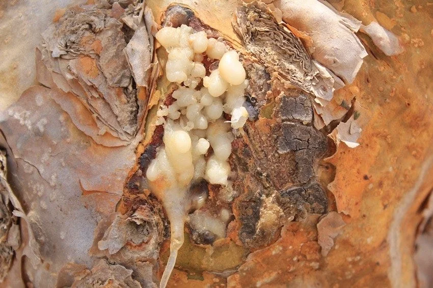 Dried “Tears” from a Boswellia Tree. Source