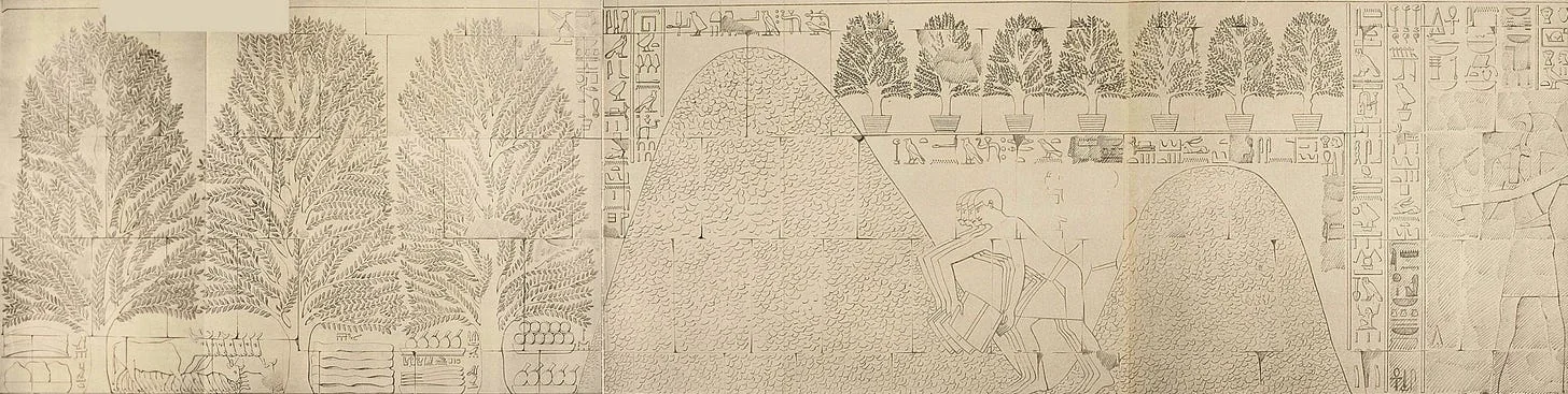 Fully grown incense trees alongside large mounds of incense being gathered by workers. Source: Discourse on the Historical and Contemporary Importance of Queen Hatshepsut’s Punt Expedition, page 28.