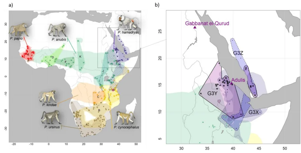 Present-day distributions of the six baboon species are shown on the left. On the right, the purple shading highlights P. hamadryas, while the asterisks mark the approximate locations indicated by the mitochondrial DNA of each baboon. (Source)