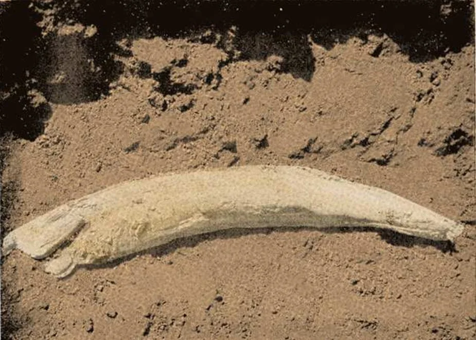 Ivory Tusk found at Adulis. Source: Modelling the Local Political Economy of Adulis: 1000 BCE–700 CE, p. 290.