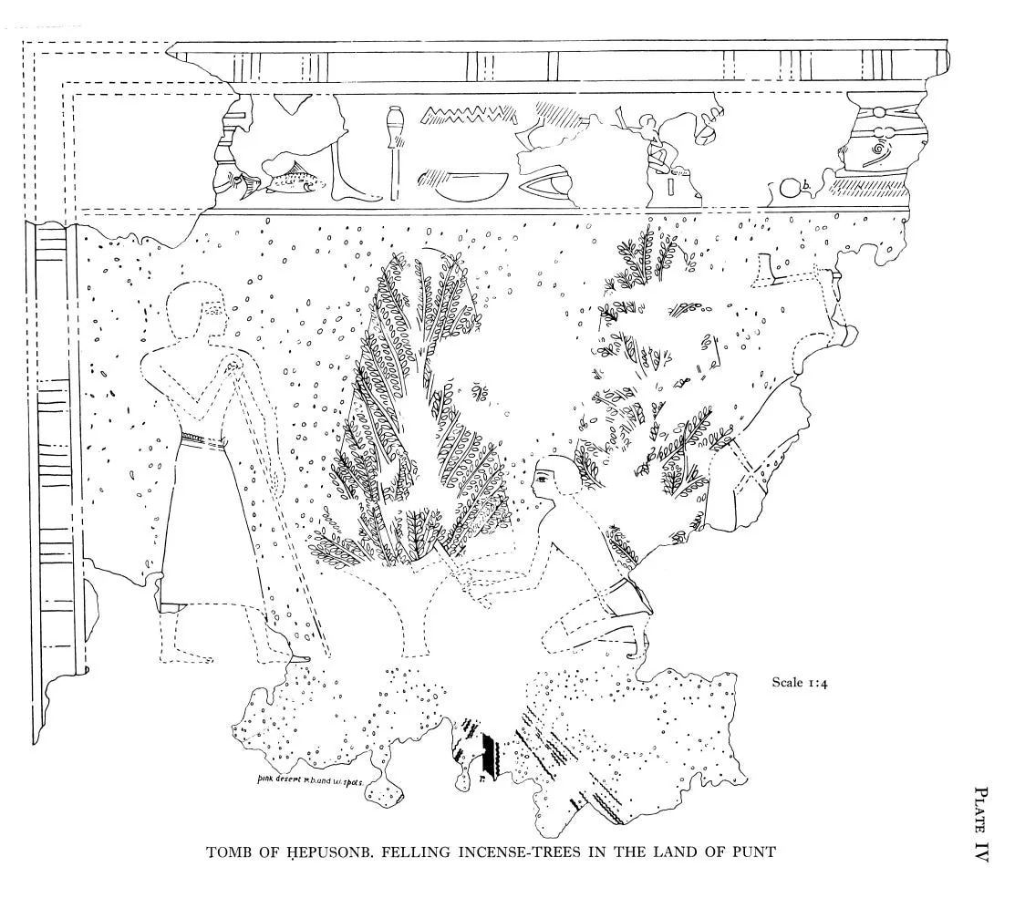 Tomb of Hepusonb, depicting the collecting of Incense from incense trees. Source: A Fragment of a Punt Scene, PLATE IV.