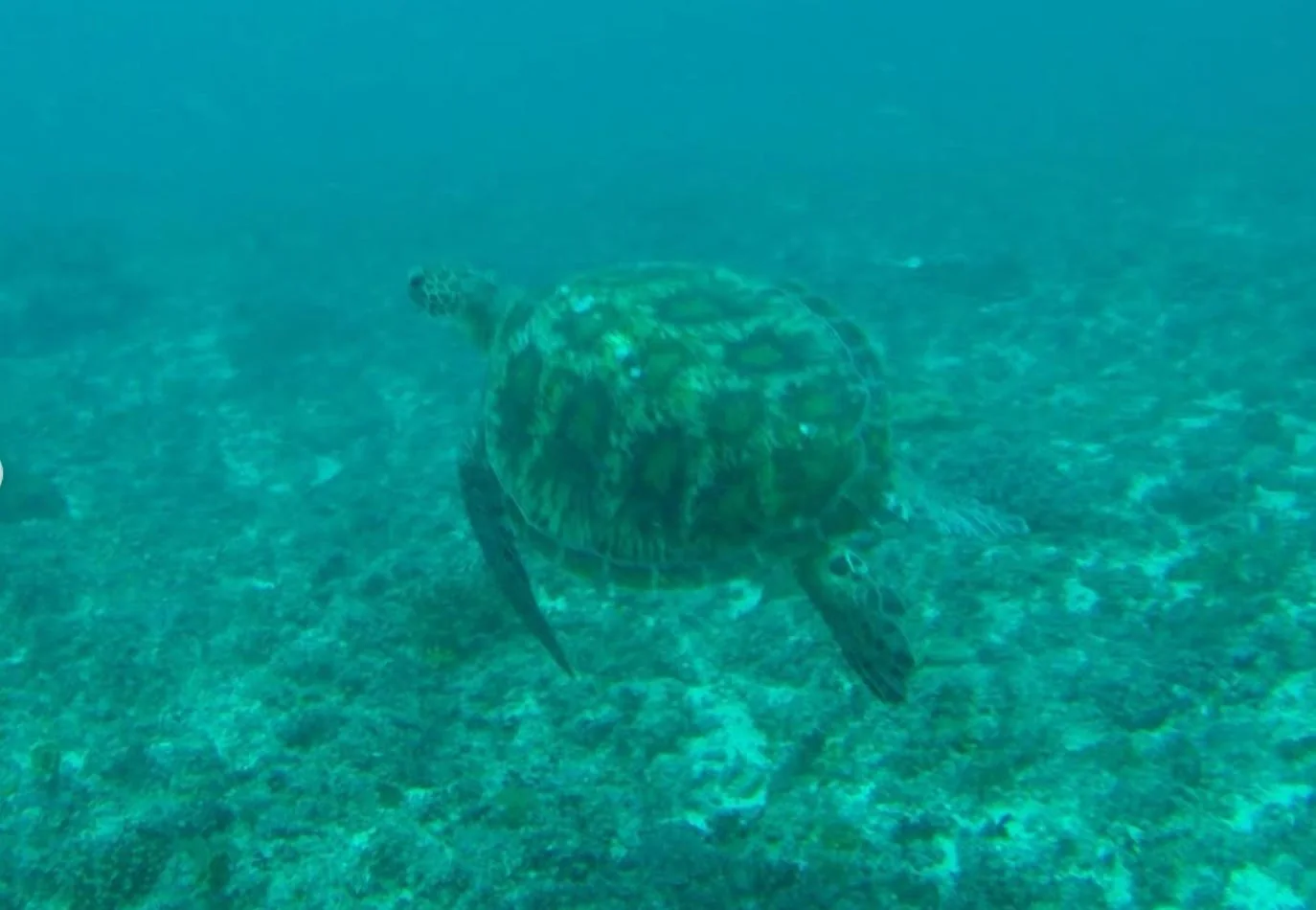 A Turtle Swimming In The Dahlak Islands. Source