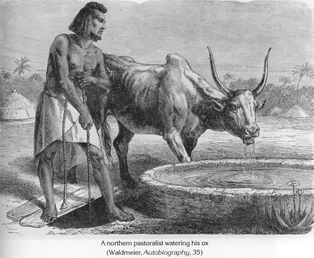 A northern pastoralist watering his ox