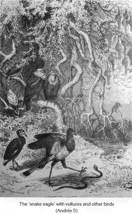 The 'snake eagle' with vultures and other birds (Andrée 5)