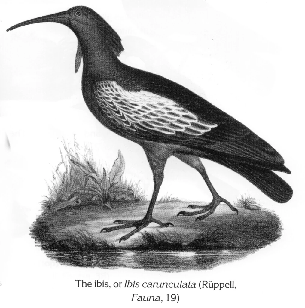 The ibis, or Ibis carunculata (Rüppell, Fauna, 19)