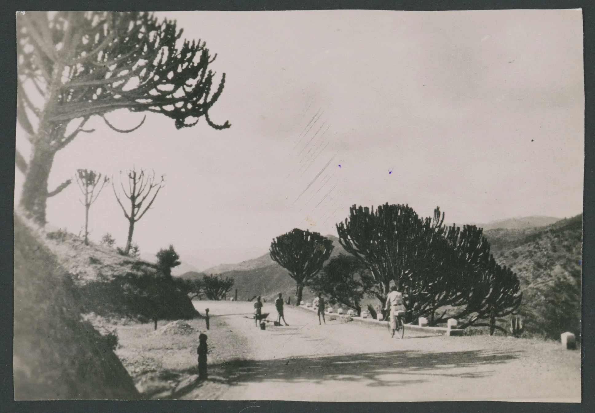 Strada fiancheggiata da alberi di cactus ad Agordat in Eritrea
1 provino fotografico : gelatina a sviluppo
Titolo ricavato da nota manoscritta sul verso
Nota manoscritta sul verso: Agordat