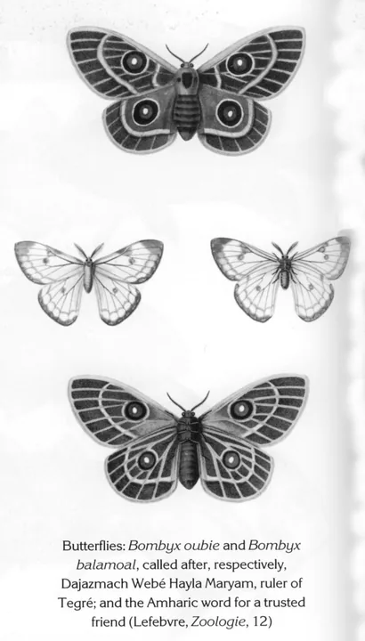 Butterflies: Bombyx oubie and Bombyx balamoal, called after, respectively, Dajazmach Webé Hayla Maryam, ruler of Tegré; and the Amharic word for a trusted friend (Lefebvre, Zoologie, 12)