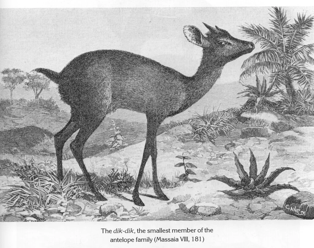 The dik-dik, the smallest member of the antelope family (Massaia VIII, 181)