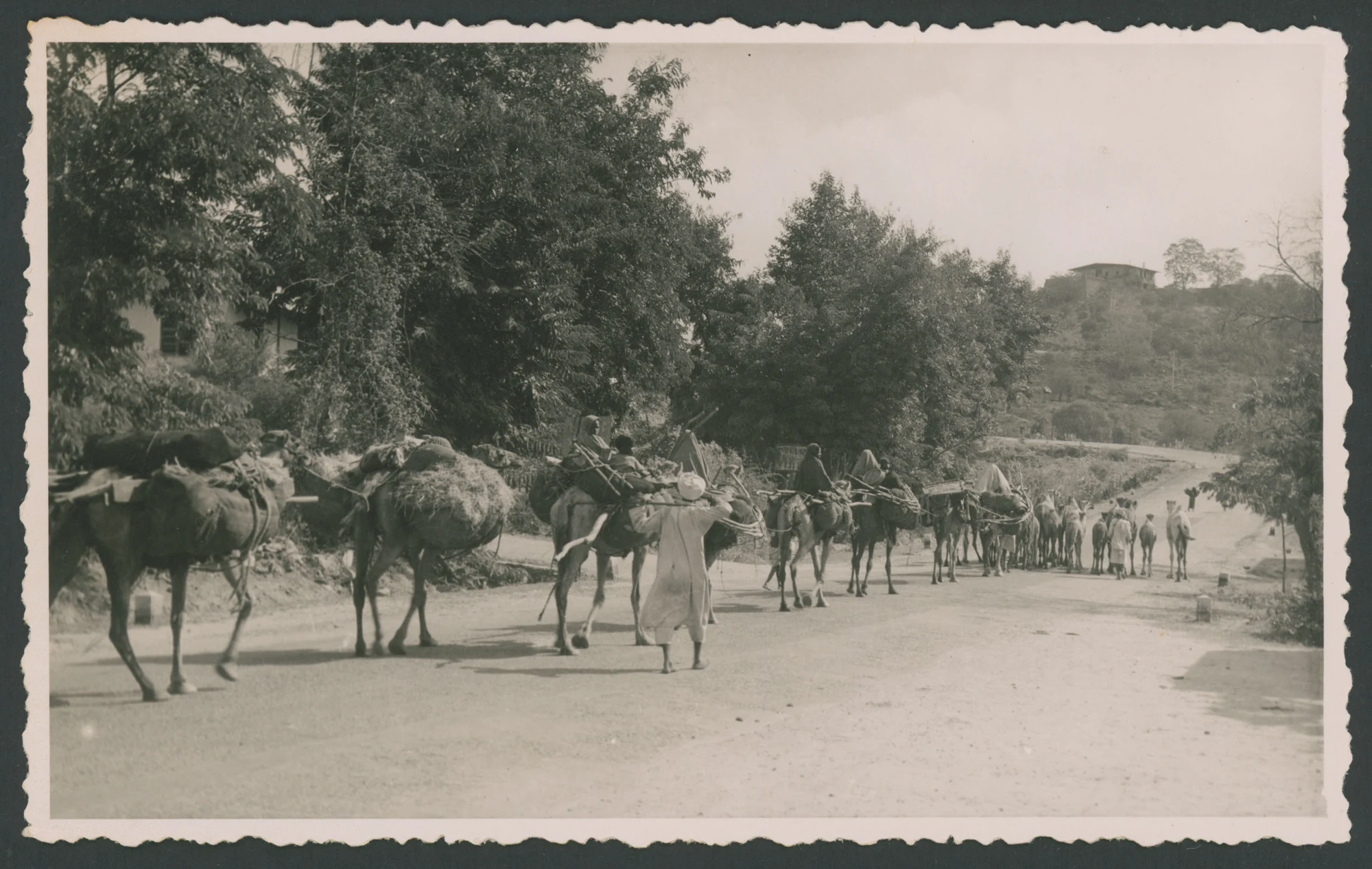Carovana di uomini e dromedari (Eritrea)
1 fotografia : gelatina a sviluppo
Titolo attribuito dal catalogatore
Timbro sul verso: Foto Fiorentini Massaua
