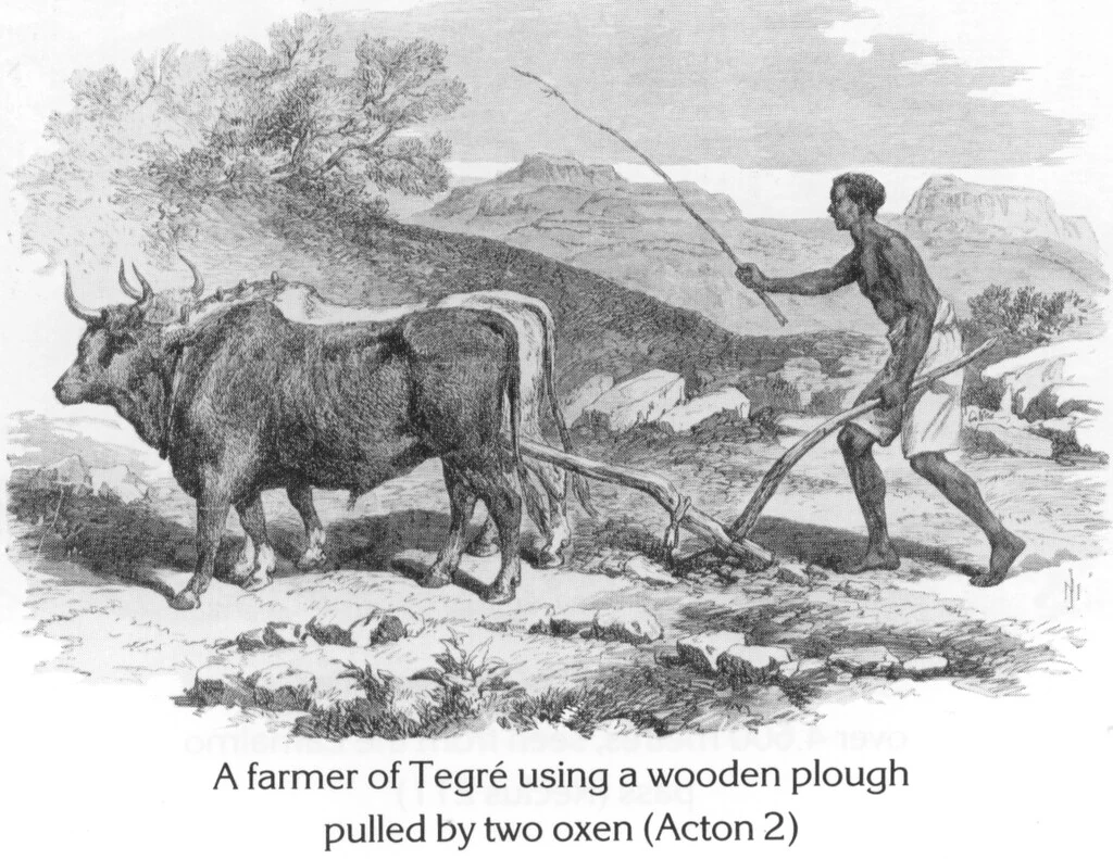 A farmer of Tegré using a wooden plough pulled by two oxen (Acton 2)