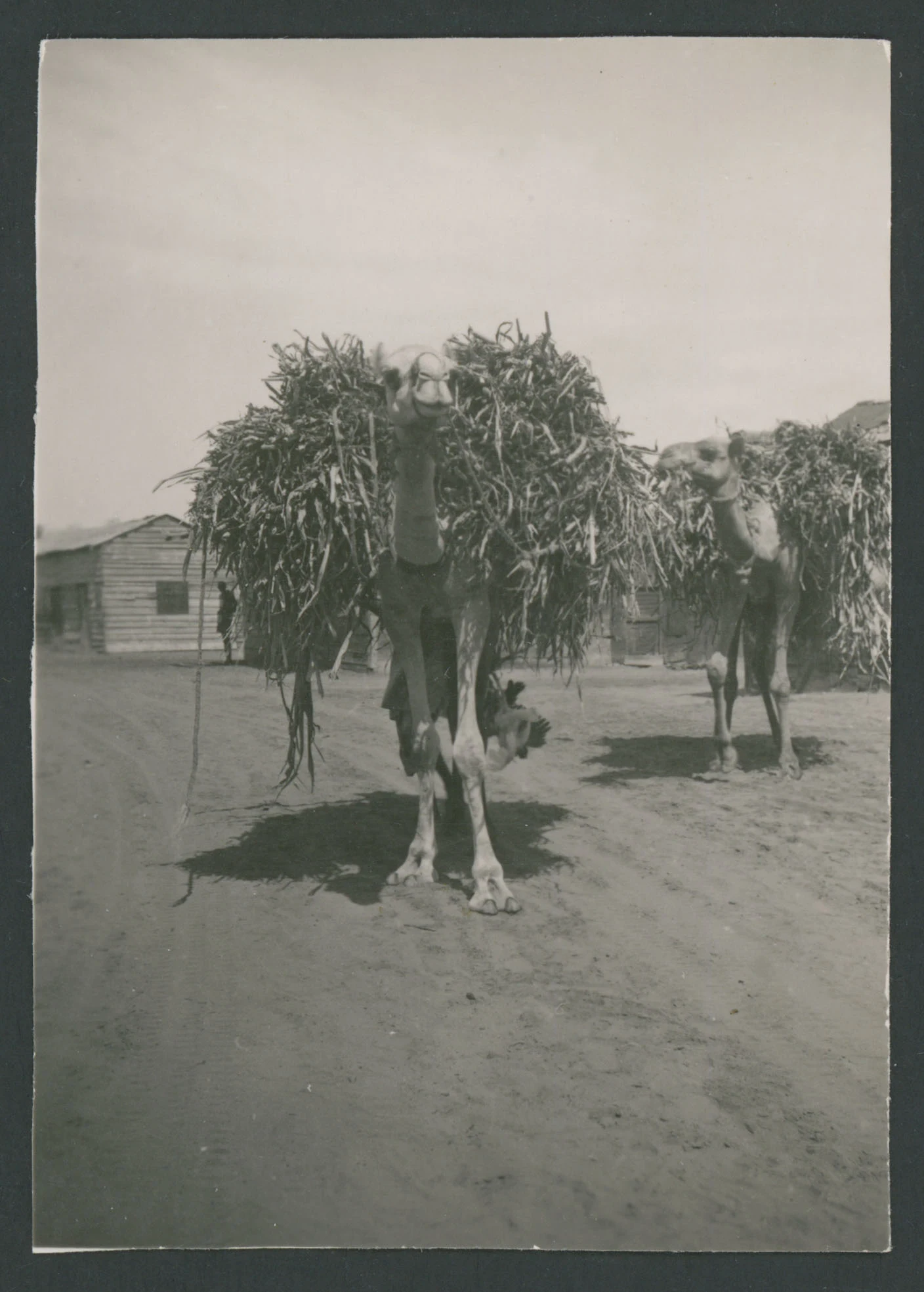 Due dromedari a Tessenei in Eritrea
1 provino fotografico : gelatina a sviluppo
Agordat - Eritrea
Nota manoscritta sul verso: Tessenei