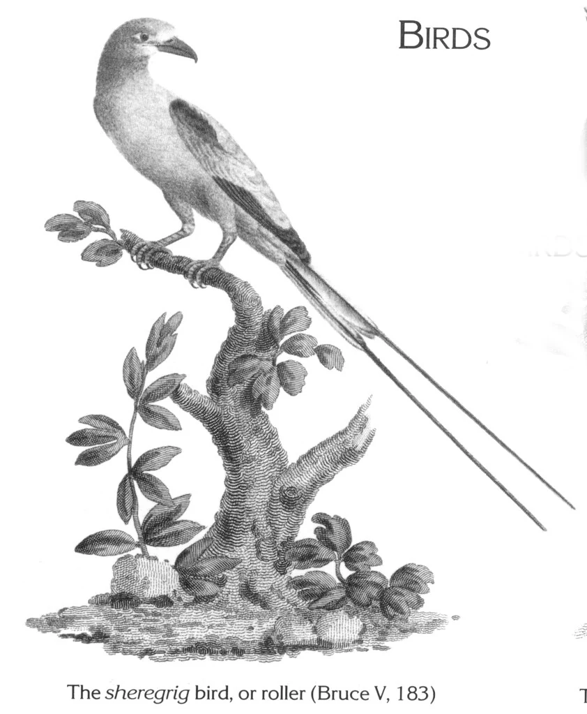 The sheregrig bird, or roller (Bruce V, 183)