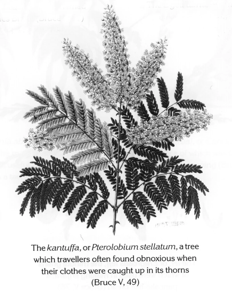 The kantuffa, or Pterolobium stellatum, a tree which travellers often found obnoxious when their clothes were caught up in its thorns (Bruce V, 49)