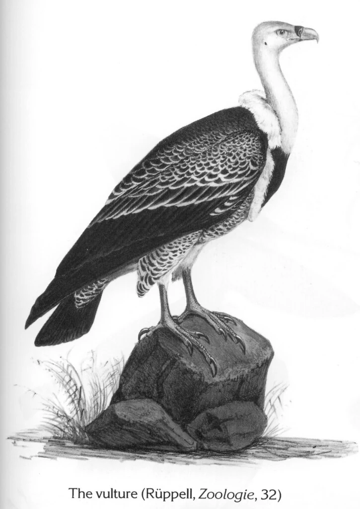 The vulture (Rüppell, Zoologie, 32)