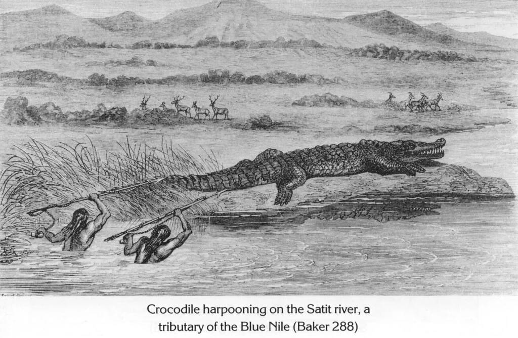 Crocodile harpooning on the Satit river, a tributary of the Blue Nile (Baker 288)