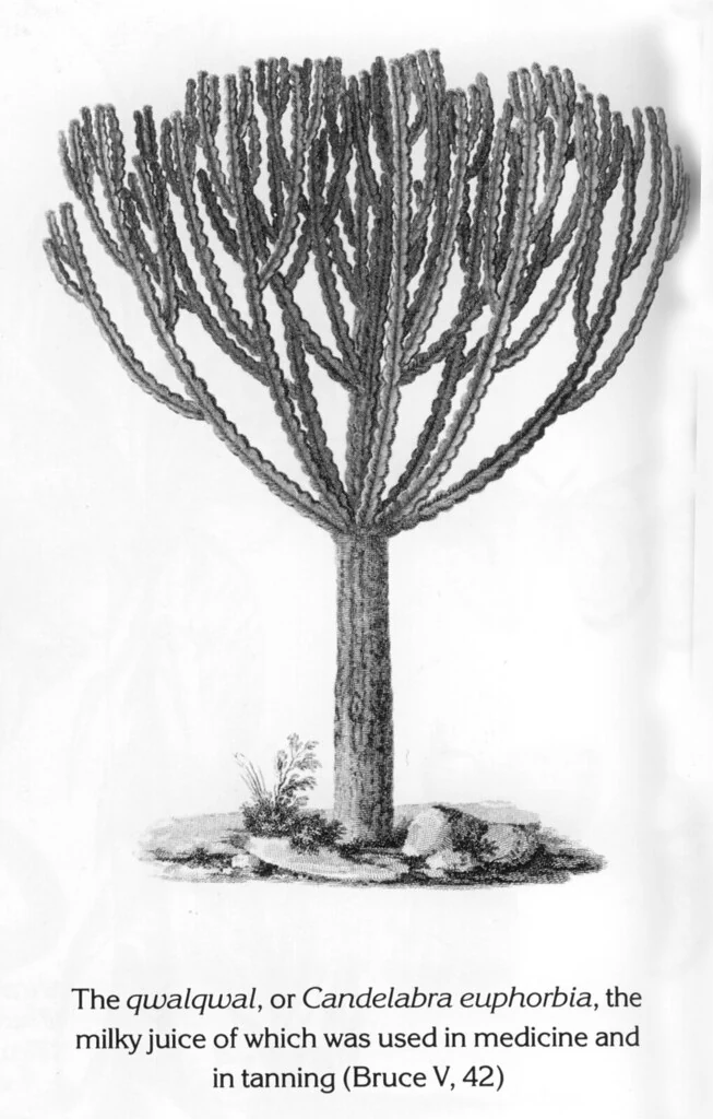 The qwalqwal, or Candelabra euphorbia, the milky juice of which was used in medicine and in tanning (Bruce V, 42)