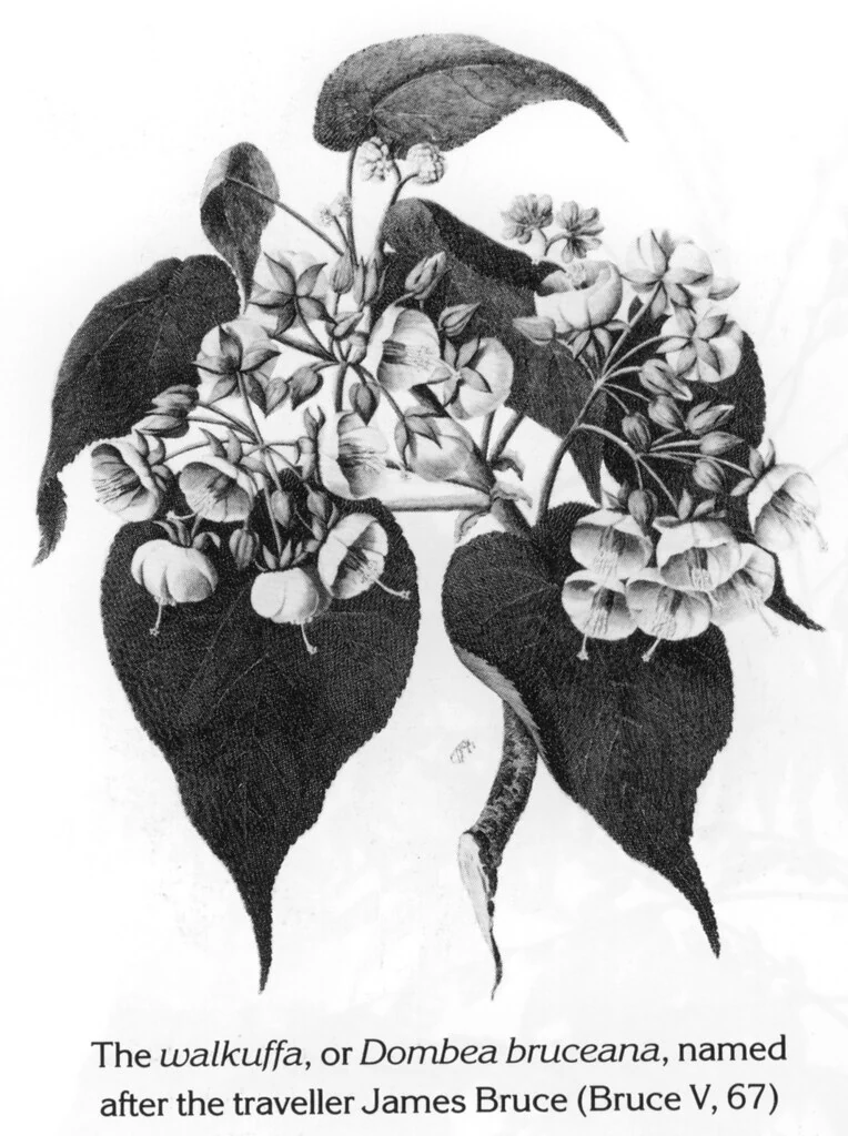 The walkuffa, or Dombea bruceana, named after the traveller James Bruce (Bruce V, 67)