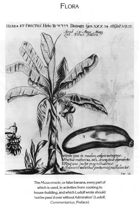 FLORA
HERBA ET FRUCTUS Hebr. דודאים Gen. XXX. 14. et Cant. VII. 13.
Arab. Mayz Muza.
Lat. Ficus Indica.
Herba ipsa in modum arboris excrescens.
Fructus maturi XL. vel L. de uno caule dependentes.
3 Ficus una justae magnitudinis.
4 Stolones e radicibus gvo tarmis pullulantes.
Cap. IX.