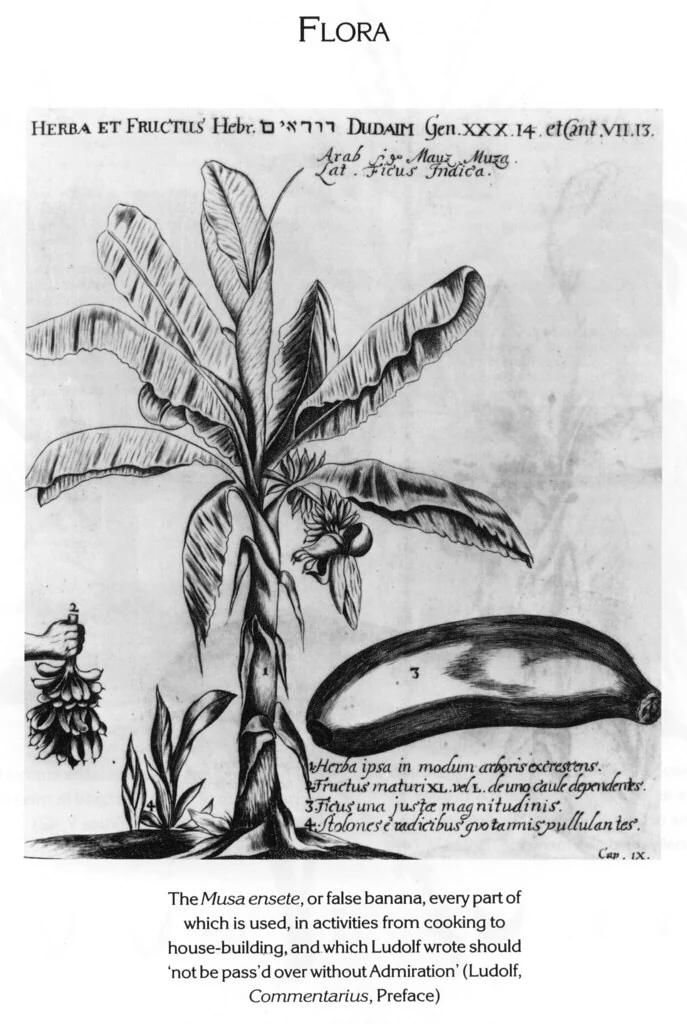 FLORA
HERBA ET FRUCTUS Hebr. דודאים Gen. XXX. 14. et Cant. VII. 13.
Arab. Mayz Muza.
Lat. Ficus Indica.
Herba ipsa in modum arboris excrescens.
Fructus maturi XL. vel L. de uno caule dependentes.
3 Ficus una justae magnitudinis.
4 Stolones e radicibus gvo tarmis pullulantes.
Cap. IX.