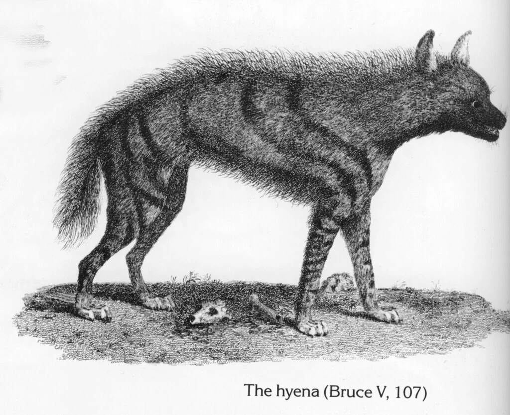 The hyena (Bruce V, 107)