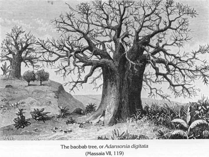 The baobab tree, or Adansonia digitata (Massaia VII, 119)