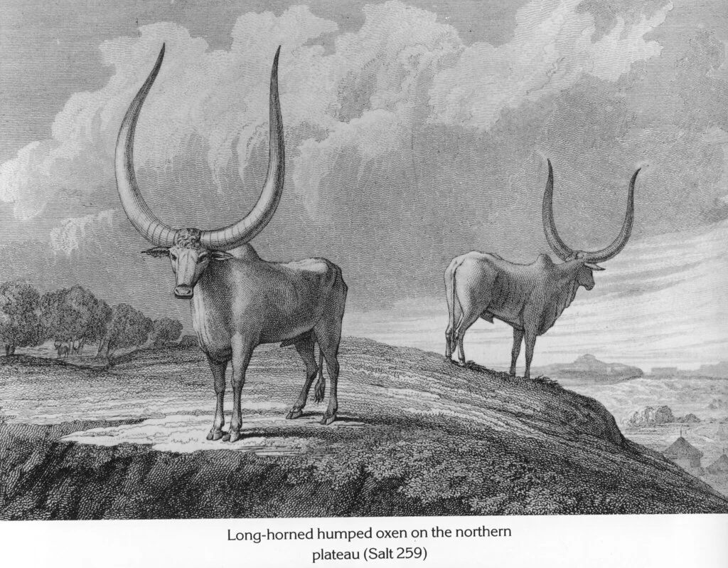 Long-horned humped oxen on the northern plateau (Salt 259)