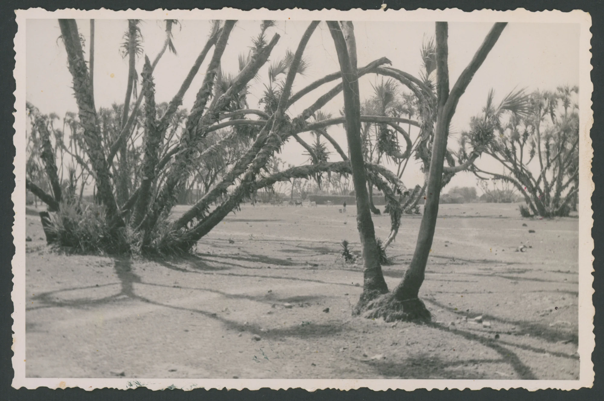 Gruppo di alberi in una zona arida in Eritrea
1 fotografia : gelatina a sviluppo
Titolo attribuito dal catalogatore
Timbro sul verso: Foto-Fiorentini-Massaua