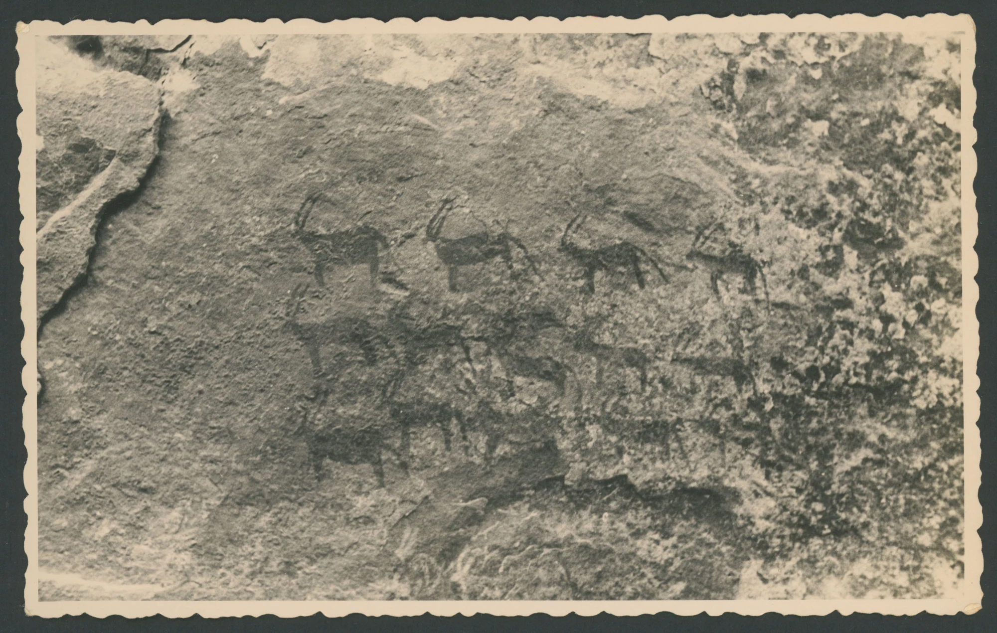 Pitture rupestri raffiguranti antilopi in Eritrea
1 cartolina fotografica : gelatina a sviluppo
Titolo attribuito dal catalogatore
Scritta a stampa sul verso: ferrania