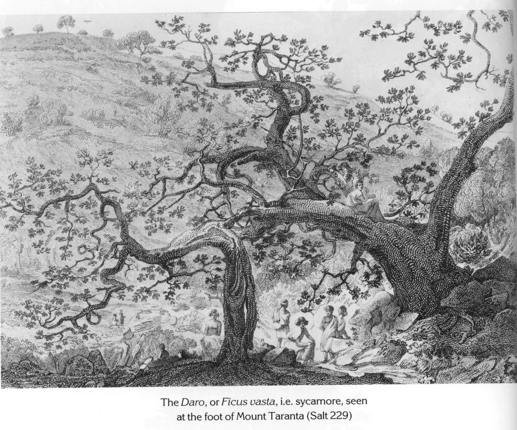 The Daro, or Ficus vasta, i.e. sycamore, seen at the foot of Mount Taranta (Salt 229)