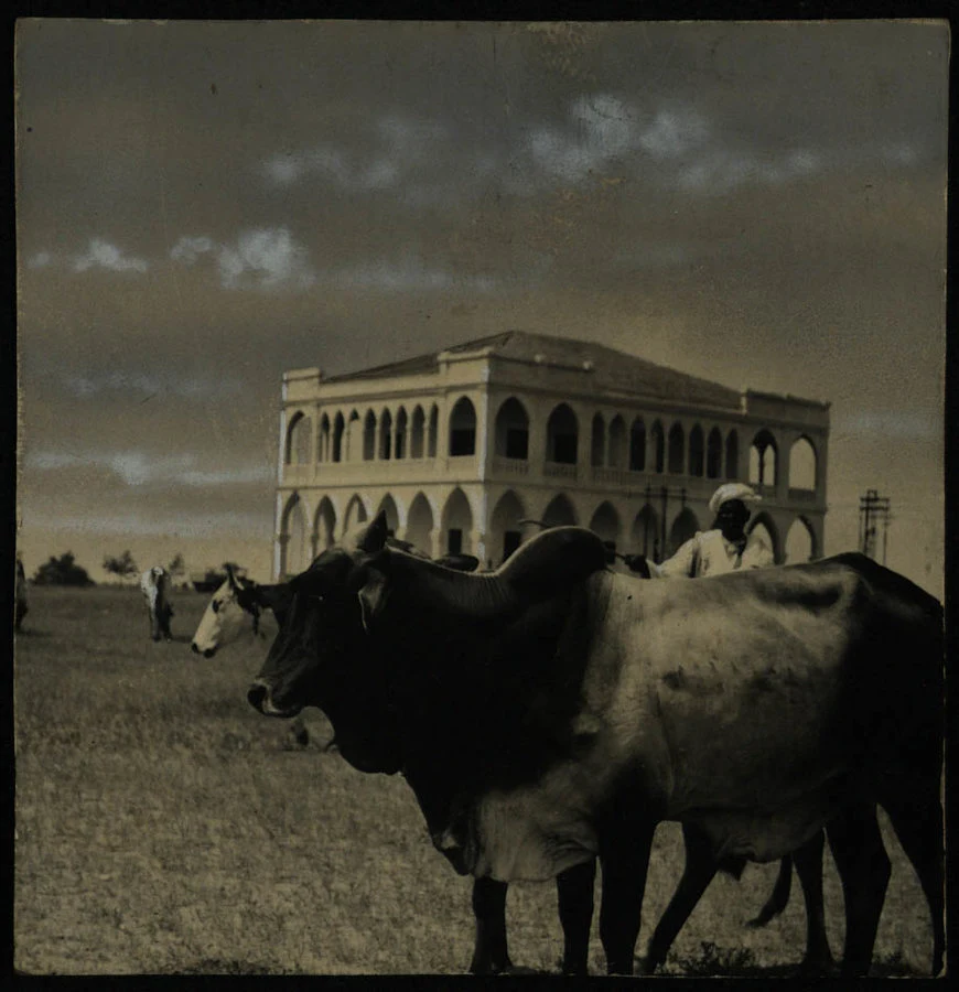 Tessenei. Concorso zootecnico eritreo. 1938