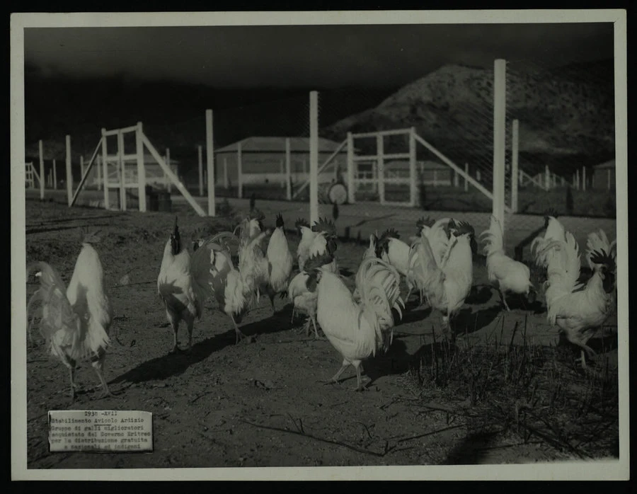 Stabilimento avicolo "Ardizio" a Mai Habar. Il campo e la stazione di bonifica. Visita di S.E. Daodiace. 1938