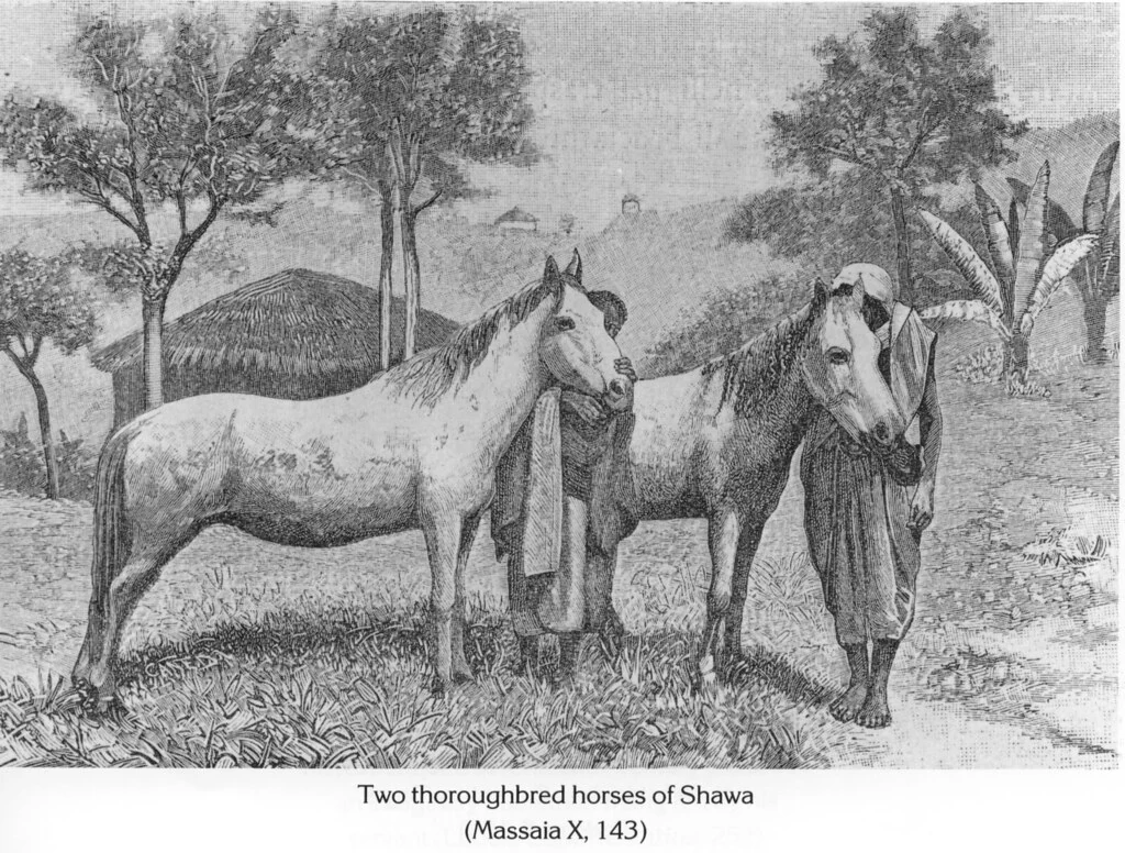 Two thoroughbred horses of Shawa (Massaia X, 143)