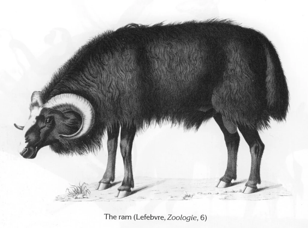 The ram (Lefebvre, Zoologie, 6)