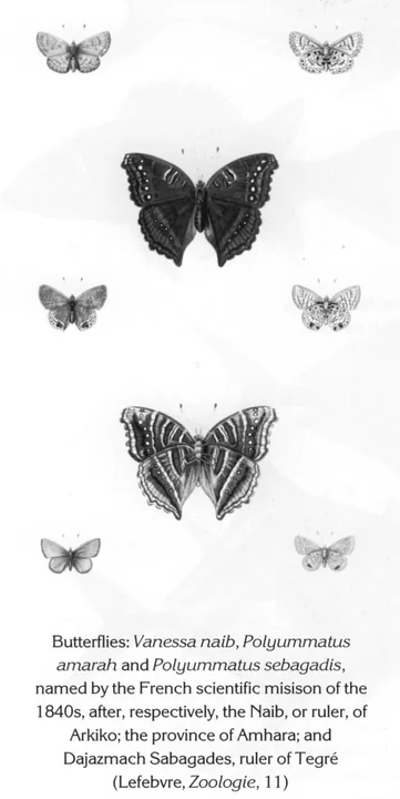 Butterflies: Vanessa naib, Polyummatus amarah and Polyummatus sebagadis, named by the French scientific misison of the 1840s, after, respectively, the Naib, or ruler, of Arkiko; the province of Amhara; and Dajazmach Sabagades, ruler of Tegré (Lefebvre, Zoologie, 11)