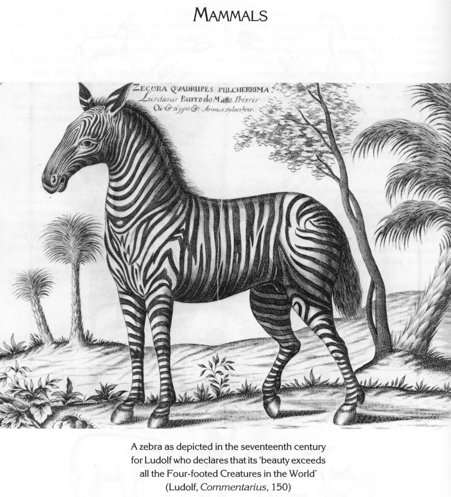 ZECORA QUADRUPES PULCHERRIMA
Lusitanis Burro do Matto. Priscis
Oiθιοπικον Asinus sylvestris.