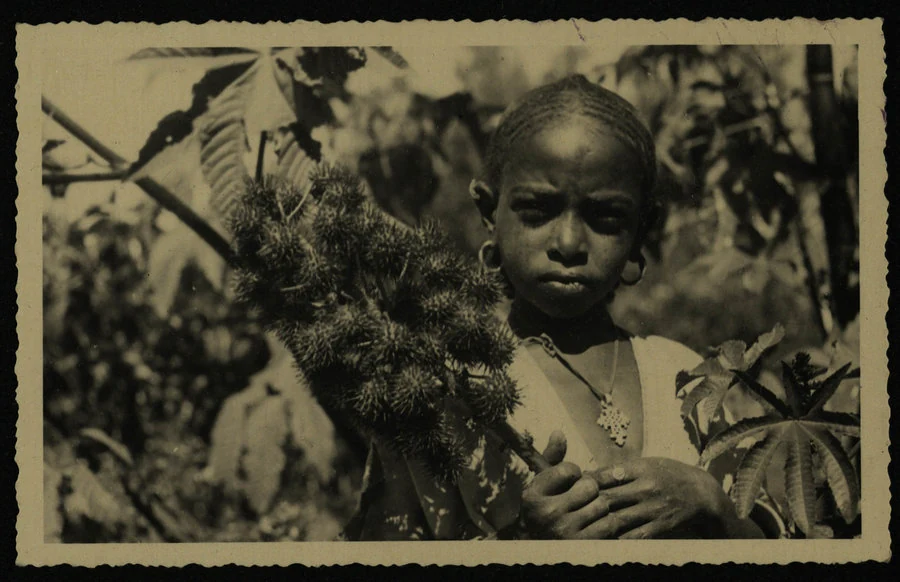 Vaghi. Adi Ugri. Ricino. Nov. 1938