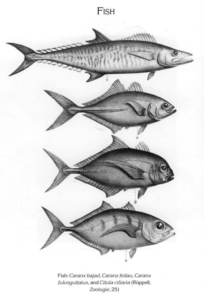 Fish: Caranx bajad, Caranx fedau, Caranx fulvoguttatus, and Citula ciliaria (Rüppell, Zoologie, 25)