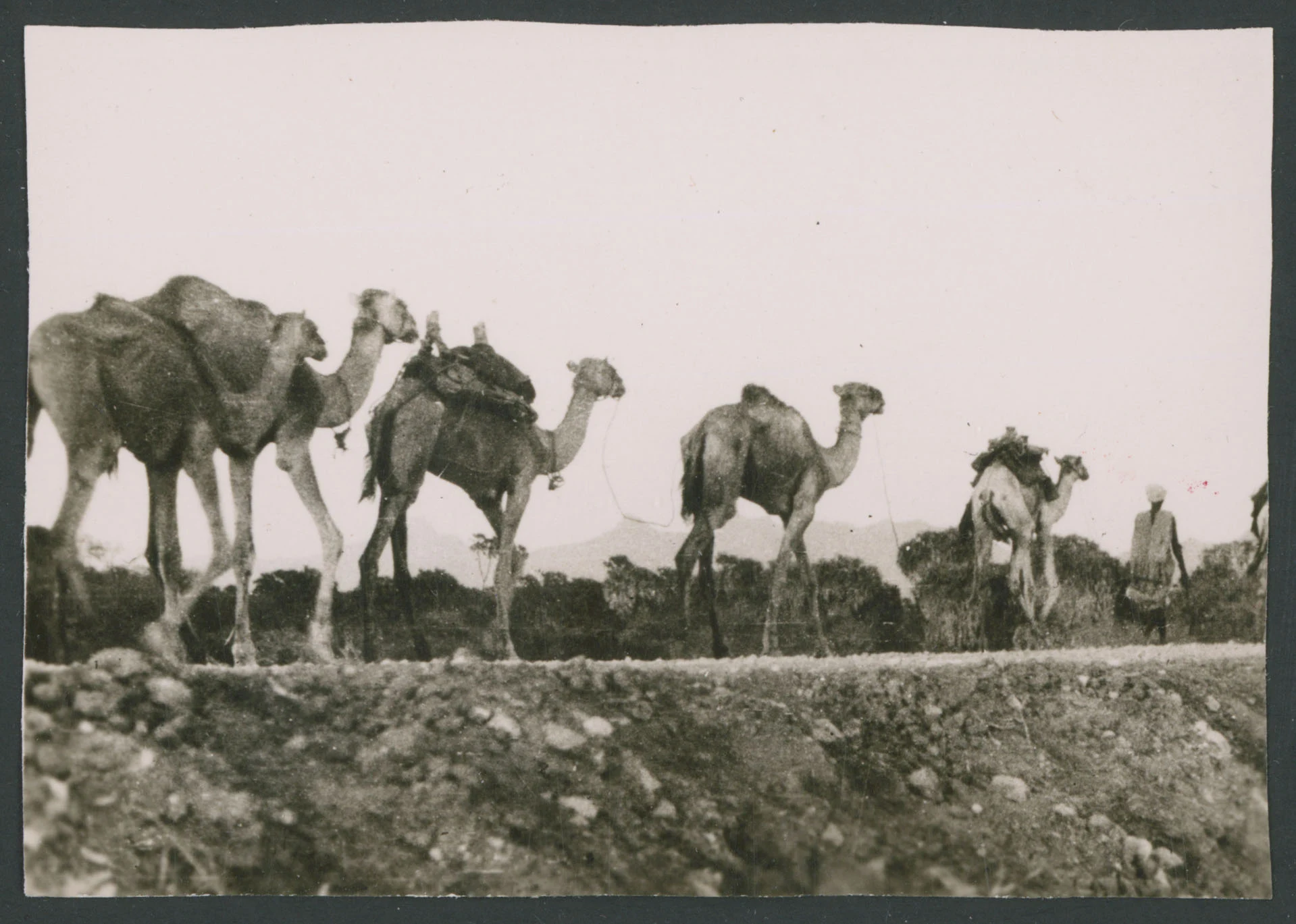Caravana di dromedari su un terrapieno a Tessenei in Eritrea
1 provino fotografico : gelatina a sviluppo
Titolo manoscritto sul verso
Nota manoscritta sul verso: Tessenei Eritrea
Scritta su carta fotografica sul verso: Velox