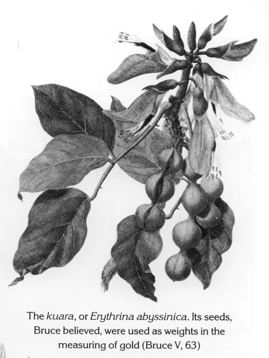 The kuara, or Erythrina abyssinica. Its seeds, Bruce believed, were used as weights in the measuring of gold (Bruce V, 63)
