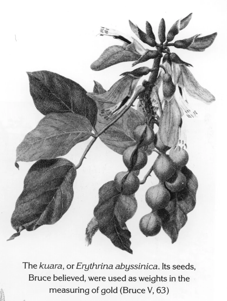 The kuara, or Erythrina abyssinica. Its seeds, Bruce believed, were used as weights in the measuring of gold (Bruce V, 63)