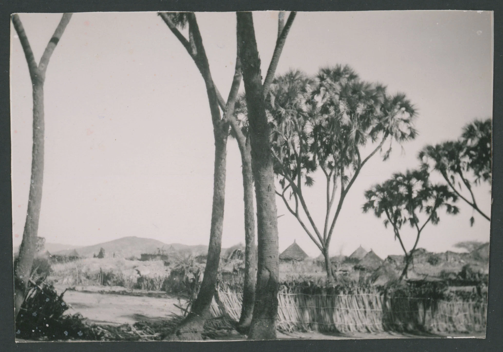 Veduta con alberi e tucul a Barentù in Eritrea
1 provino fotografico : gelatina a sviluppo
Titolo manoscritto sul verso
Nota manoscritta sul verso: Barentù; 23
Scritta su carta fotografica sul verso: Velox