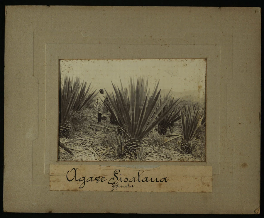 Cheren, Ghinda, Asmara. Piante di agave sisalana, e lavoro di sfibratura.