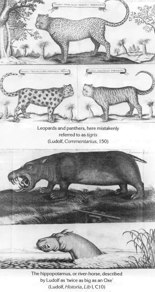 Leopards and panthers, here mistakenly referred to as tigris (Ludolf, Commentarius, 150); The hippopotamus, or river-horse, described by Ludolf as 'twice as big as an Oxe' (Ludolf, Historia, Lib I, C10)