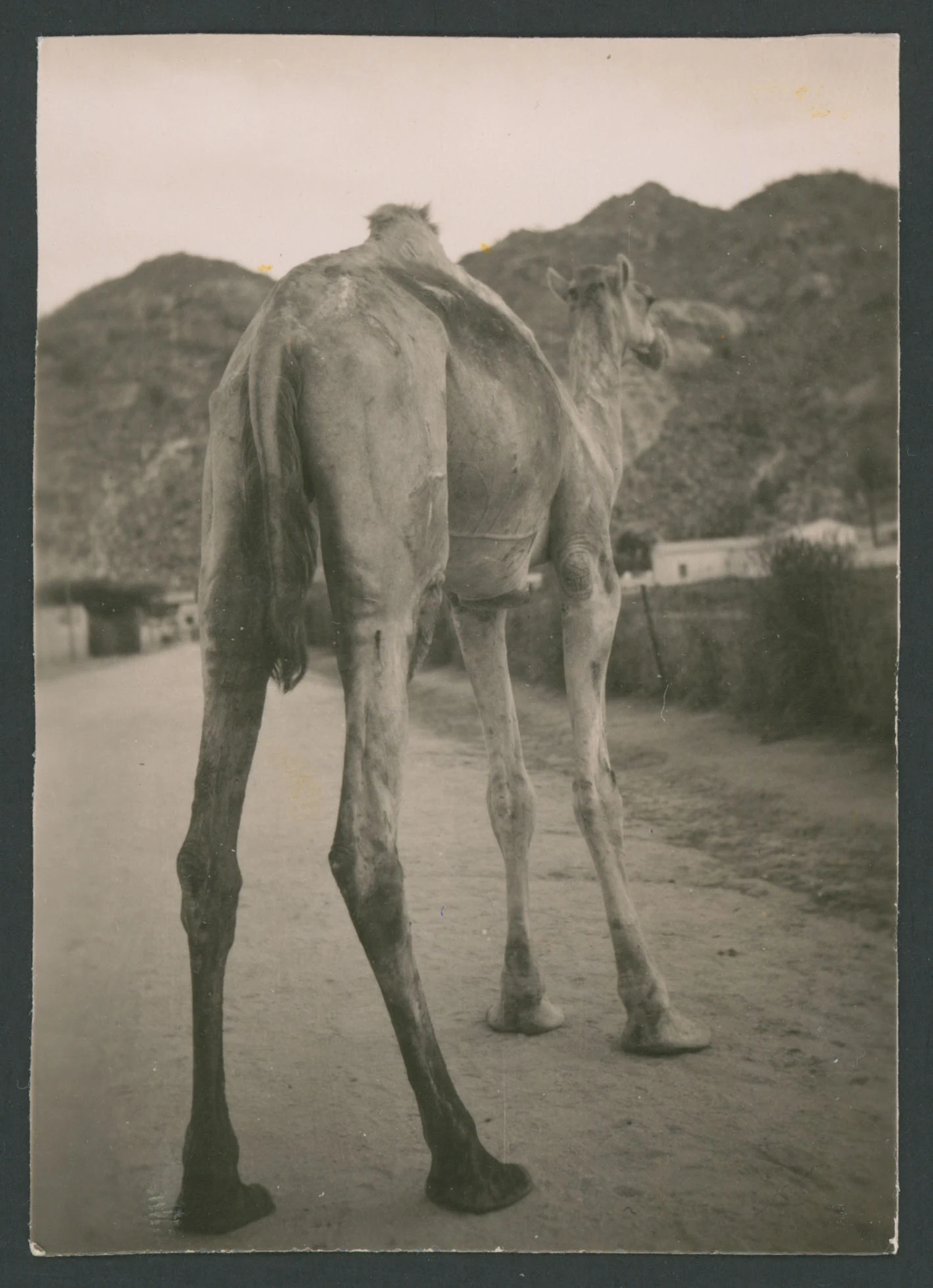 Dromedario a Tessenei in Eritrea
1 provino fotografico : gelatina a sviluppo
Titolo ricavato da nota manoscritta sul verso
Nota manoscritta sul verso: Tessenei