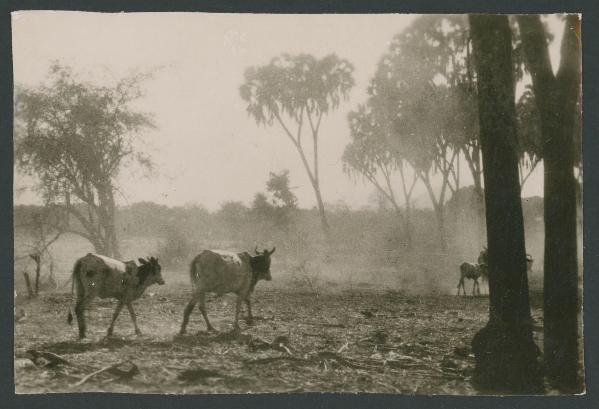 Paesaggio rurale con bovini a Barentù in Eritrea
1 provino fotografico : gelatina a sviluppo
Titolo ricavato da nota manoscritta sul verso
Nota manoscritta sul verso: Barentù; 031
