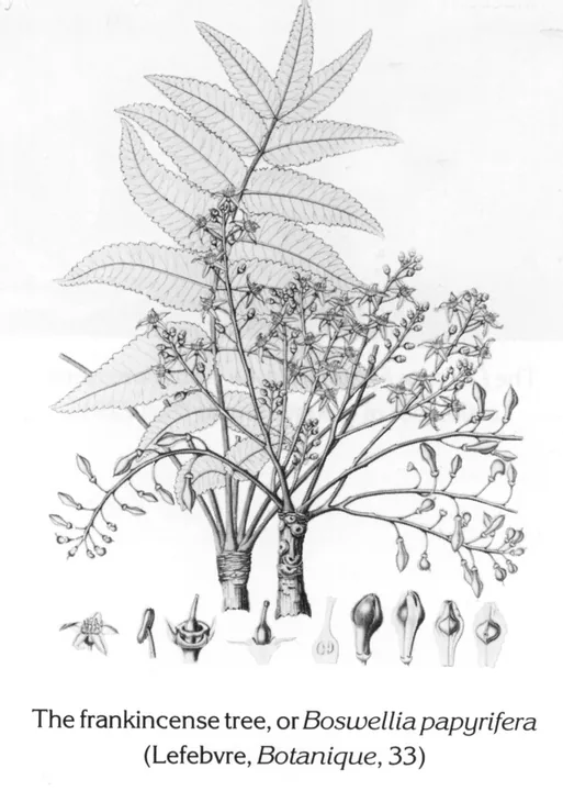 The frankincense tree, or Boswellia papyrifera (Lefebvre, Botanique, 33)