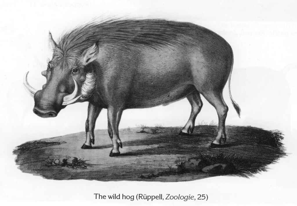 The wild hog (Rüppell, Zoologie, 25)