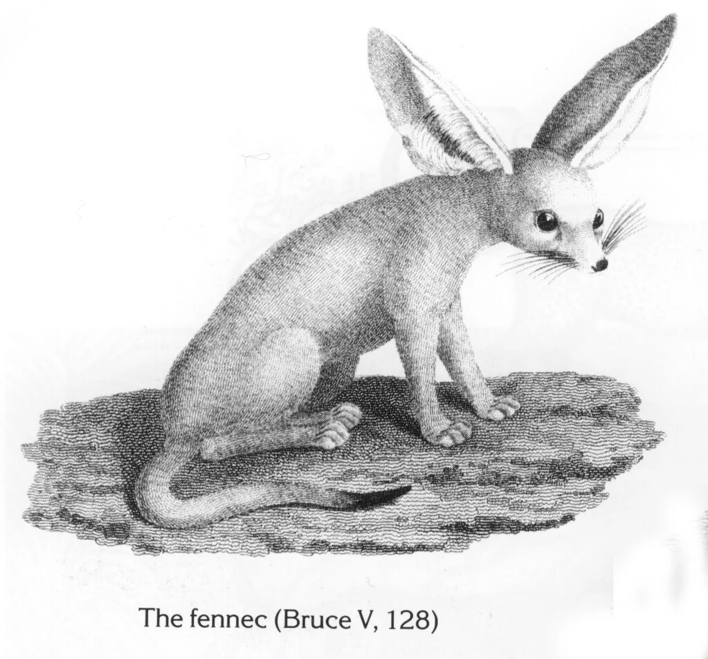 The fennec (Bruce V, 128)