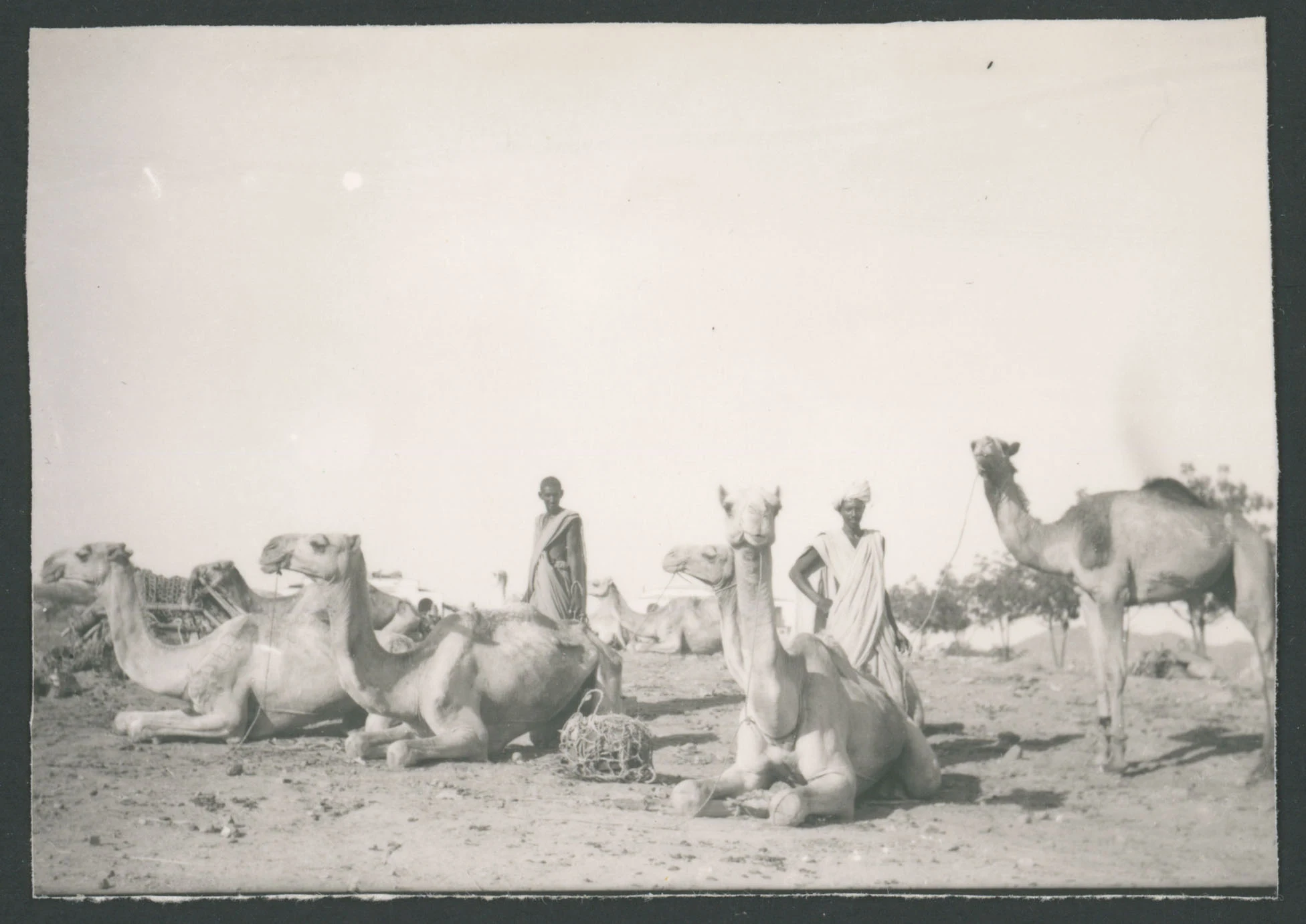 Dromedari e pastori in Eritrea
1 provino fotografico : gelatina a sviluppo
Titolo attribuito dal catalogatore